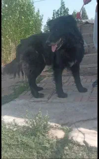 سگ گمشده