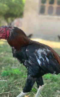 مرغ و خروس لاری