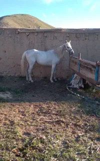 اسب مادیان