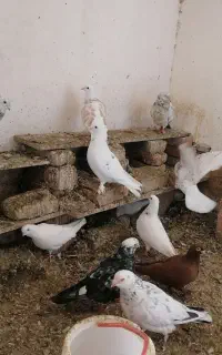 کبوتر تعداد حدودا چهل کبوتر یکجا بفروش میرسی