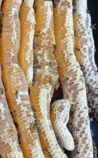 عسل واقعی