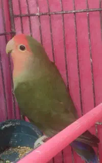 نر کتوله
