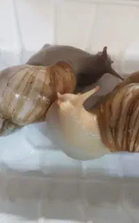 حلزون البینو