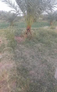 یک ساعت آب و زمین به فروش میرسد