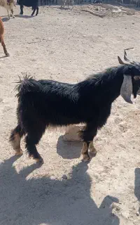 فروشی کهره نر