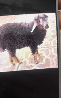 سلام بره گم شده