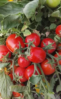گوجه درجه یک