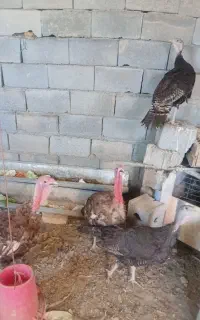 بوقلمون نر و ماده