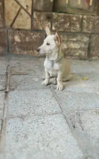 پاپی گوشتیز