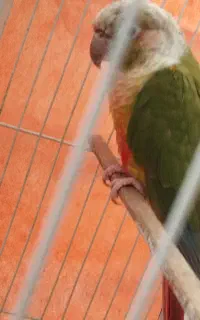 گرینچیک معاوضه با قناری