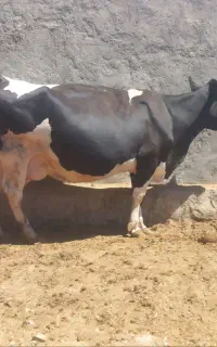 گاووتلیسه