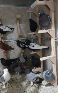 کبوتر پلاکی و رنگی سرحال دوخط و ونک نر ماده