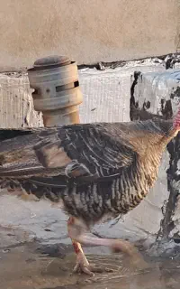 بوقلمون ماده