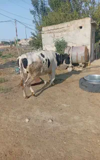 فروش دو راس گاو
