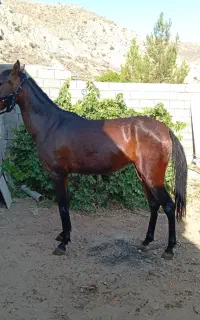 مادیان دو ساله