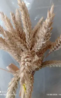 بذر گندم اکراینی سفارش ترکیه