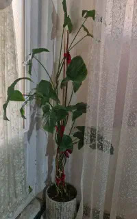 گل طبیعی