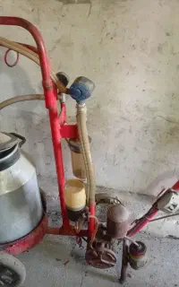 شیر دوش گاو دوش راسی