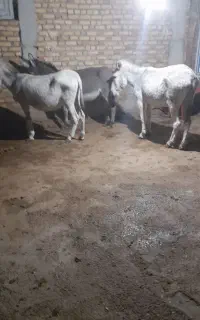 شیر درمان  چند نوع بیماری