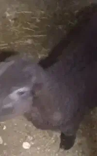 ماده