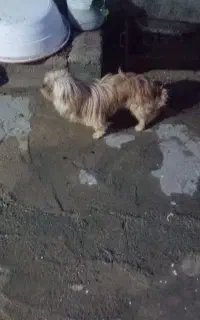 سگ کوچولو