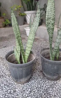 گل آپارتمانی سانسوریا