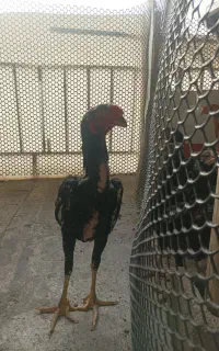 خروس لاری