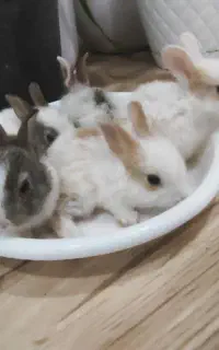 بچه خرگوش