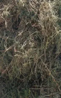 یونجه خشک