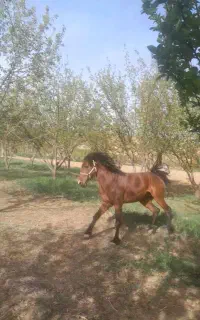 اسب نریان