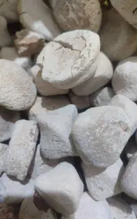 انجیر تازه