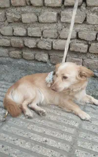 سگ پامر بازی گوش