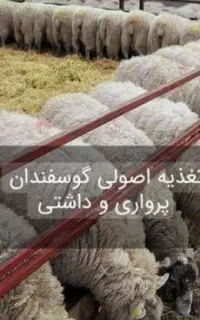 کاه جو ۳۰باک بزرگ شیرازی۱۸۰۰