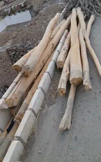 چوب درخت   (سرم)
