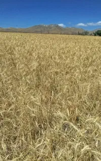 کاه گندم و جو دیم زنجان