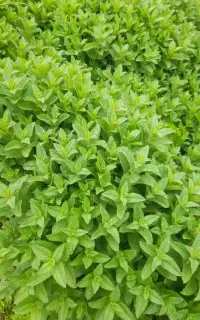 نعناع
