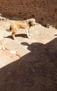 کوچی 5ماهه خراسانی