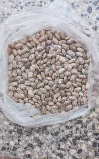 لوبیاچیتی تمیزکیلوی ۲۶۰هزارهرکی خاست زنگ بزنه