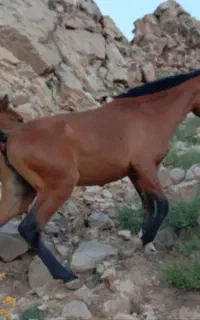 دو عدد کره مادیون