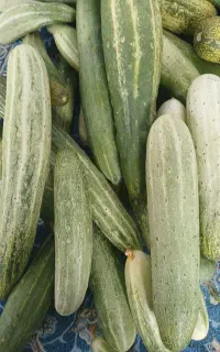 خیار محلی