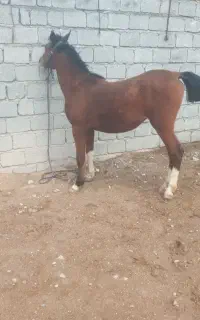 اسب