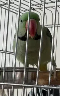 گمشده