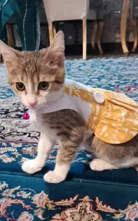 واگذاری گربه دی اس اچ همراه با وسایل