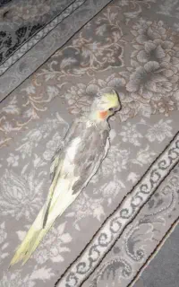 جوجه‌هروس‌هلندی‌