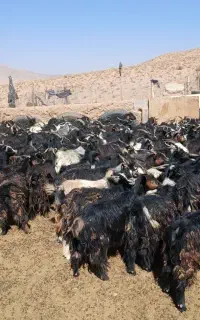 ۱۰۰بز