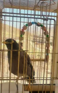 مرغ مینا ماده سخنگو در (صحنه)