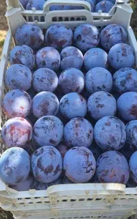 خواهان اجاره باغ میوه سردرختی هستم