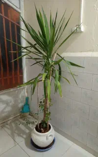 گل طبیعی یوکا