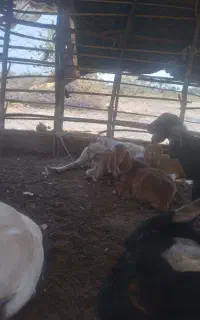 فرستادم