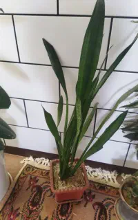 گل طبیعی  برای اپارتمان
